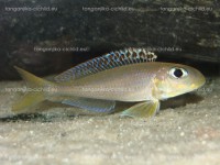 /album/fotogaleria-xenotilapia-flavipinnis-red-royal-kekese/xenotilapia-flavipinnis-red-royal-kekese-jpg/